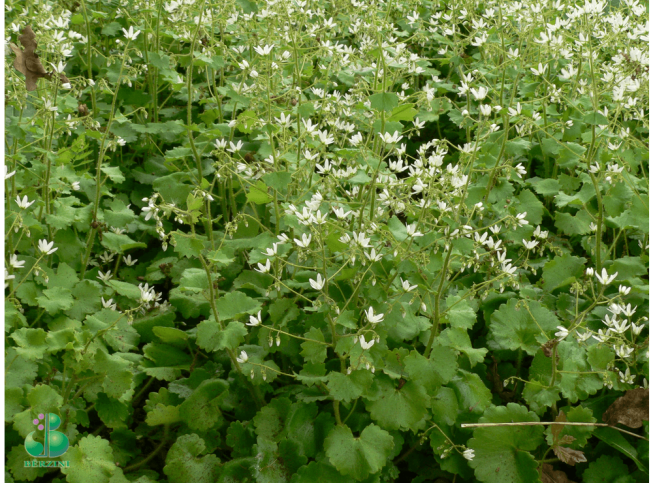 Saxifraga rotundifolia